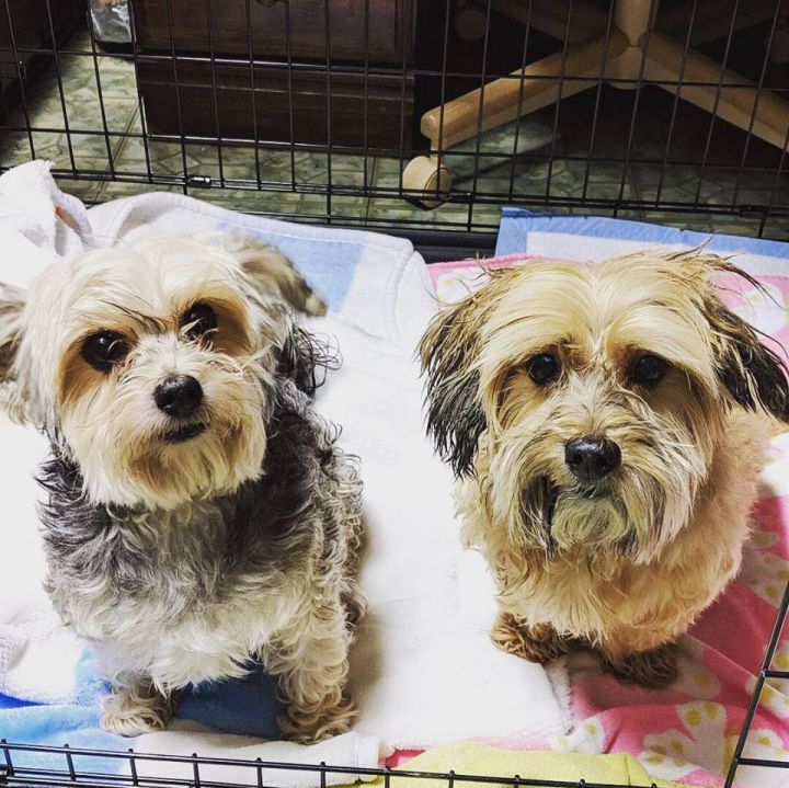 Bonnie (BONDED PAIR), an adopted Yorkshire Terrier & Maltese Mix in Chicago, IL_image-2
