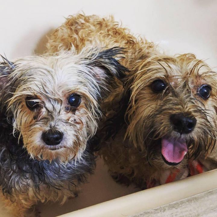 Bonnie (BONDED PAIR), an adopted Yorkshire Terrier & Maltese Mix in Chicago, IL_image-3
