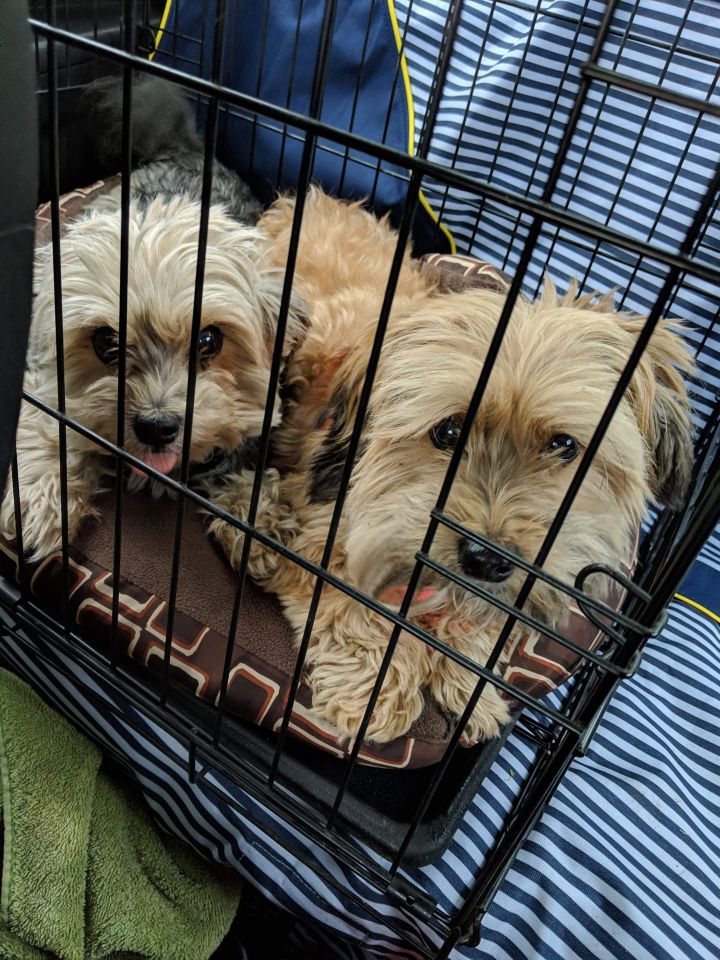 Bonnie (BONDED PAIR), an adopted Yorkshire Terrier & Maltese Mix in Chicago, IL_image-4