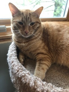 Cat For Adoption 2 Orange Tabbys Courtesy Post A Domestic