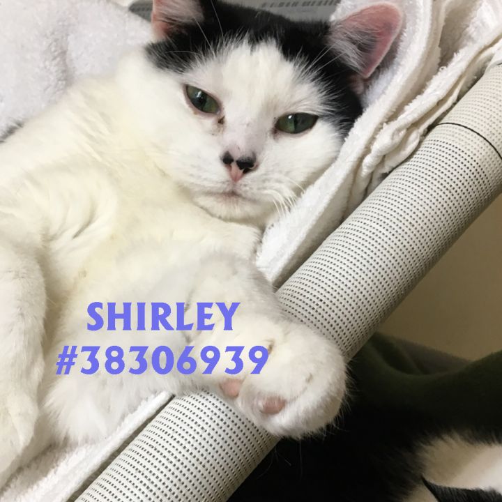 Shirley 1