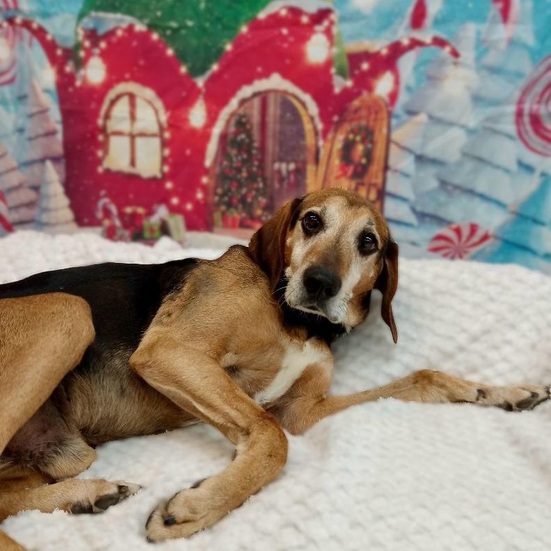 Cletus, an adoptable Coonhound in Lake Odessa, MI, 48849 | Photo Image 1