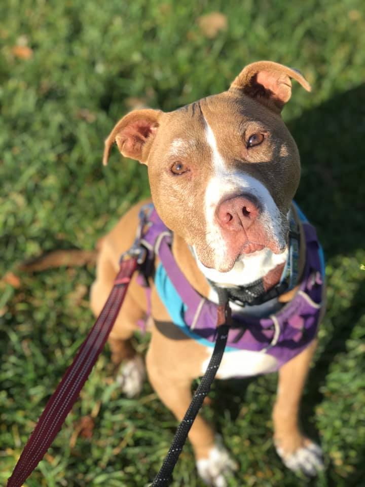 Guapa, an adoptable Terrier Mix in Lake Odessa, MI