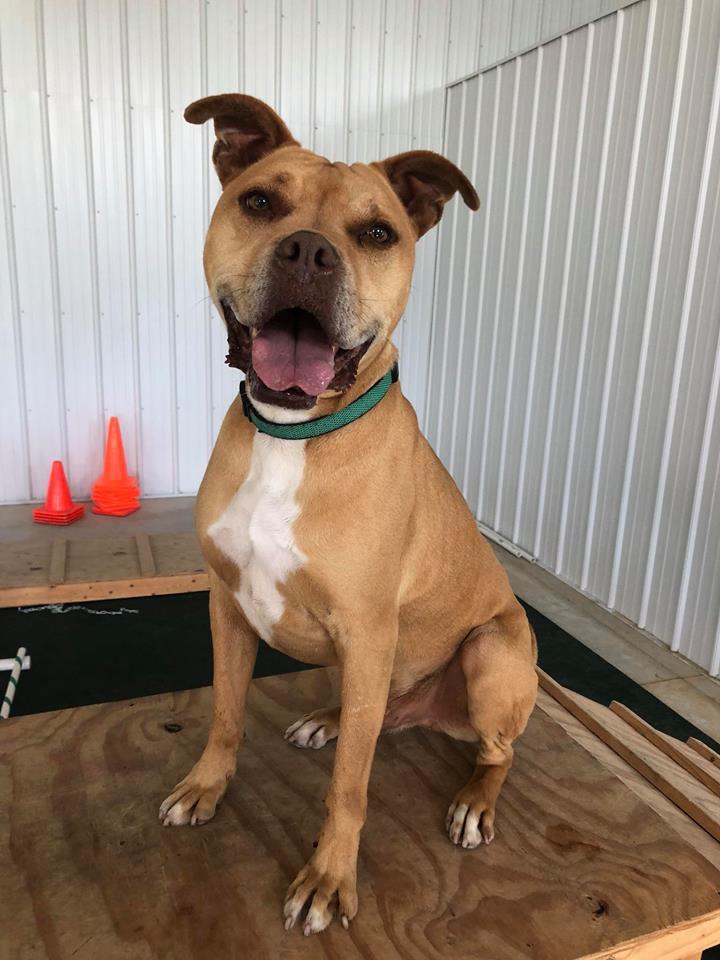 Handsome Higbee, an adoptable Boxer & Terrier Mix in Lake Odessa, MI
