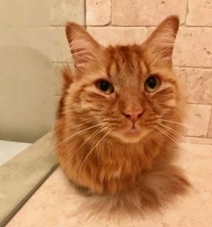 . Simba .