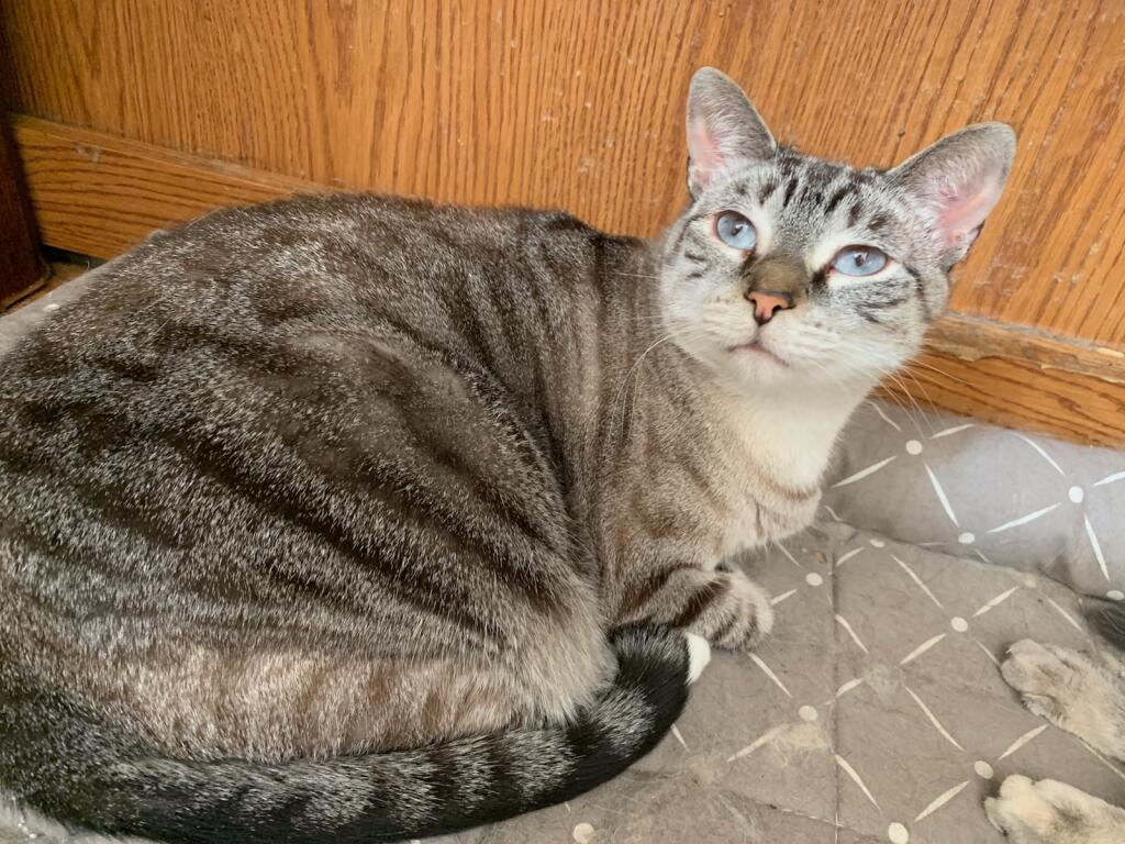 Katsura, an adoptable Siamese, Tabby in Carrollton, TX, 75011 | Photo Image 1