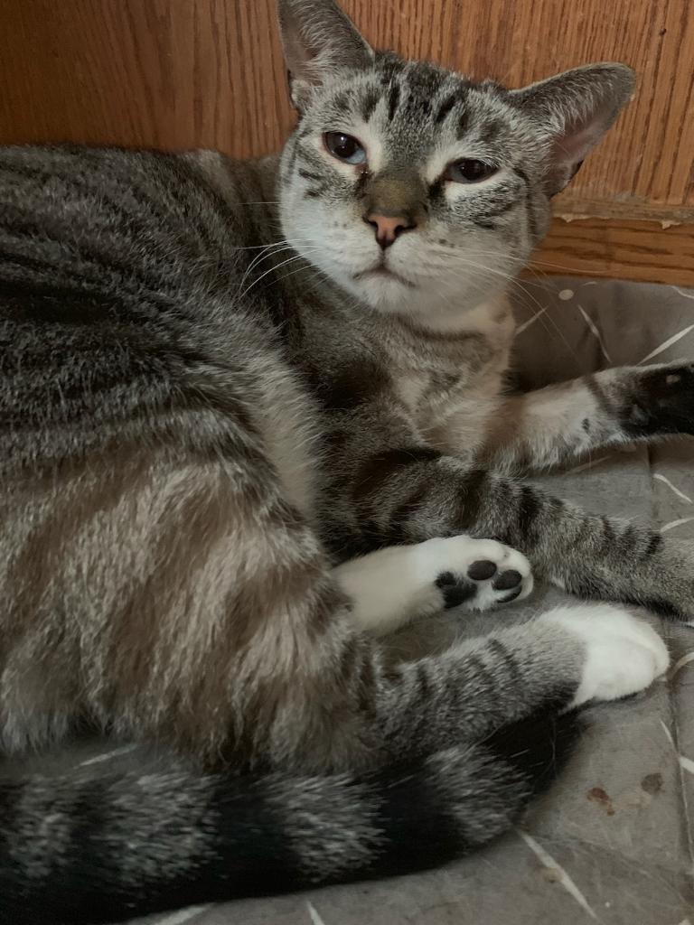 Katsura, an adoptable Siamese, Tabby in Carrollton, TX, 75011 | Photo Image 2