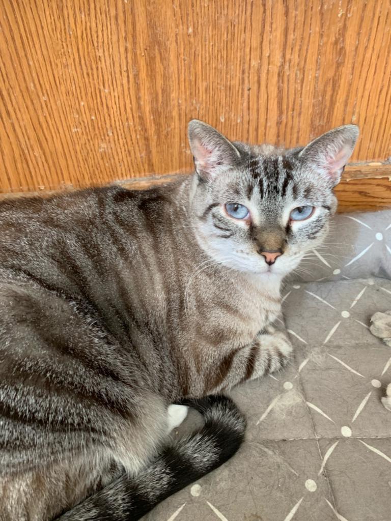 Katsura, an adoptable Siamese, Tabby in Carrollton, TX, 75011 | Photo Image 3