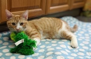 Ginger