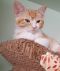 . Ginger .