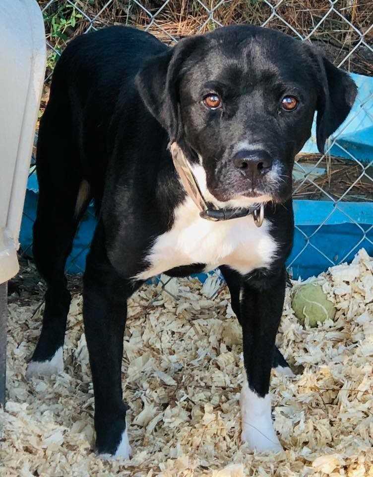 Jack (In foster home), an adoptable Labrador Retriever in Troy, AL, 36081 | Photo Image 1