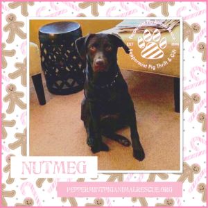 Nutmeg ADOPTION PENDING