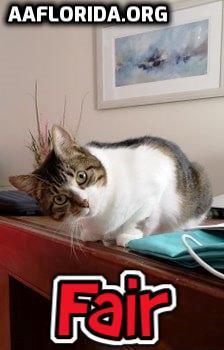 Fair the anti-cat cat