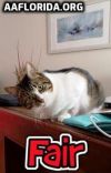 Fair the anti-cat cat photo 1