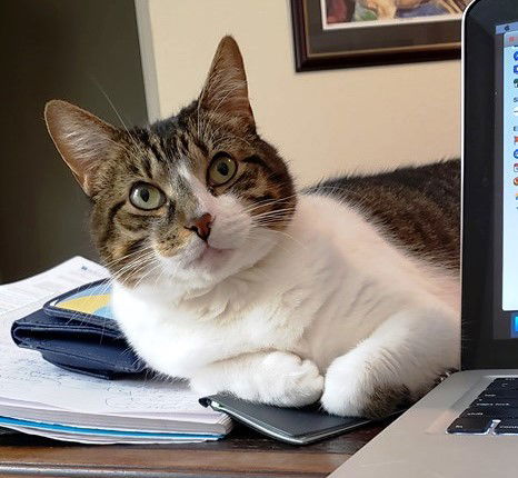 Fair the anti-cat cat
