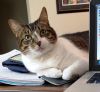 Fair the anti-cat cat photo 3