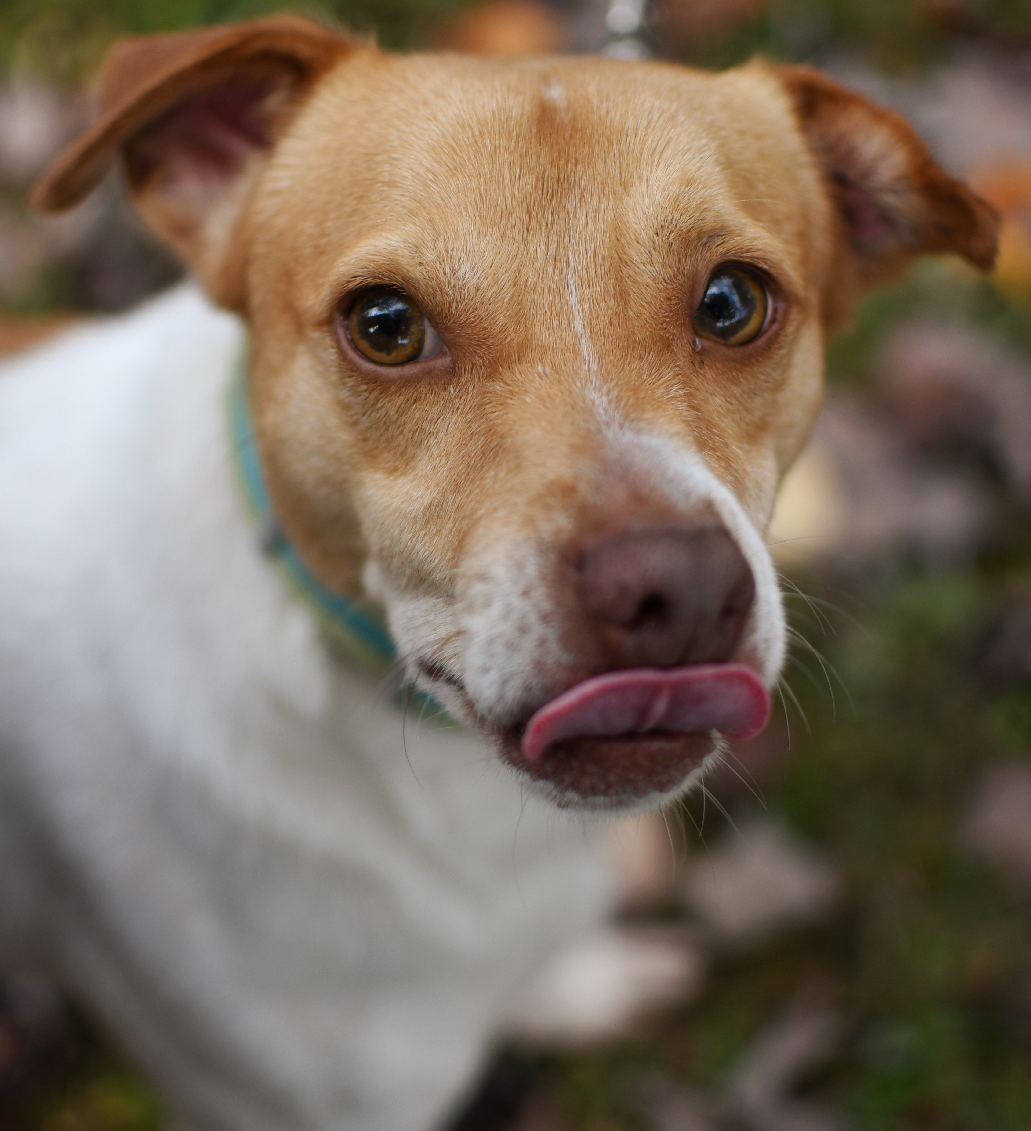 Sawyer, an adoptable Jack Russell Terrier in Jefferson, OH, 44047 | Photo Image 1