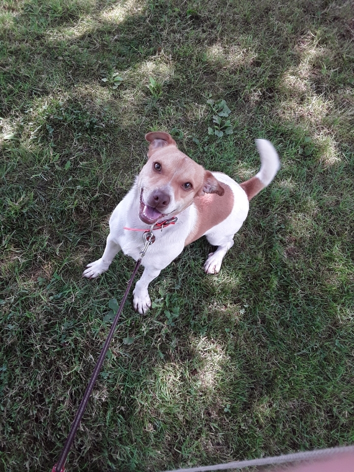 Sawyer, an adoptable Jack Russell Terrier in Jefferson, OH, 44047 | Photo Image 3