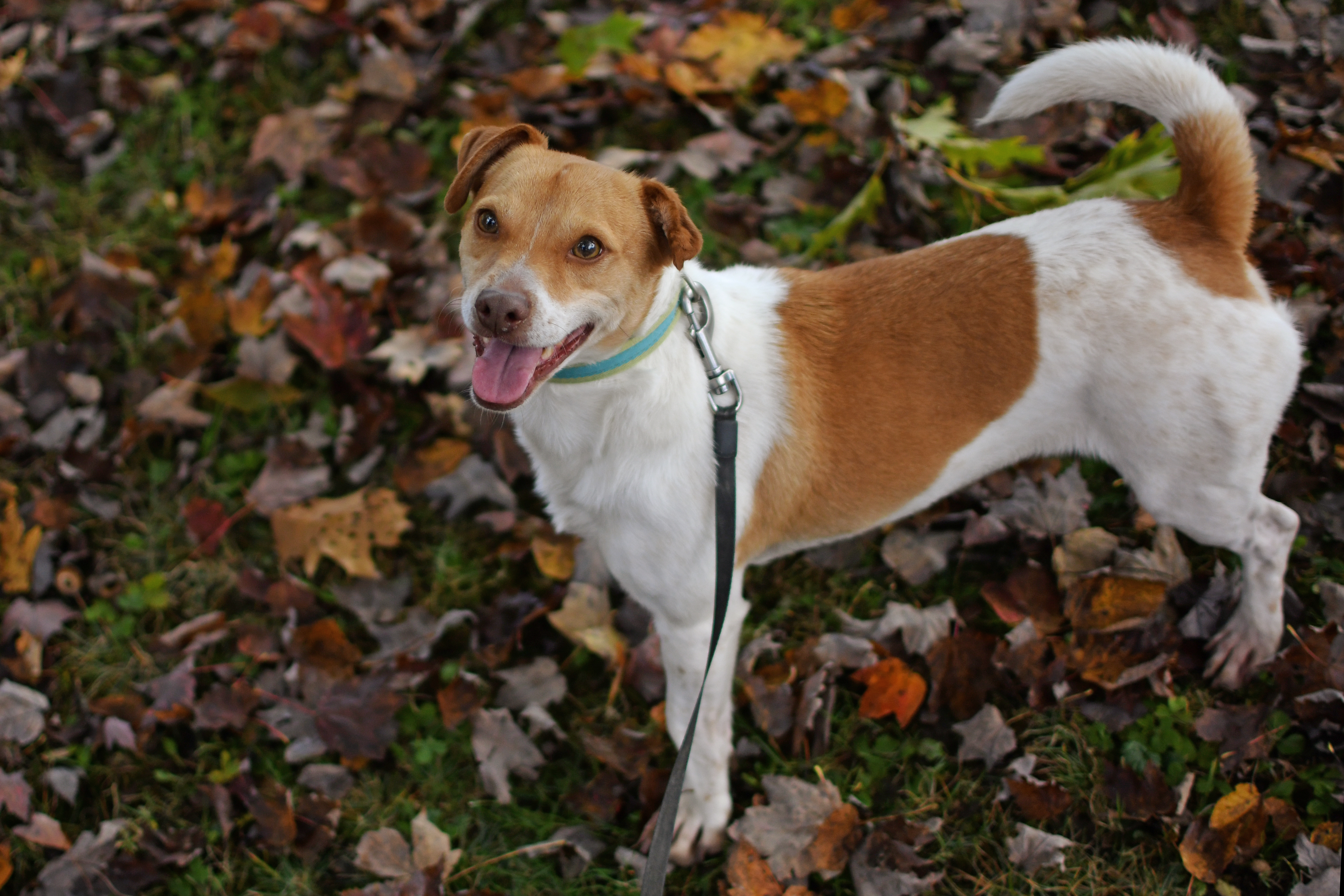 Sawyer, an adoptable Jack Russell Terrier in Jefferson, OH, 44047 | Photo Image 4