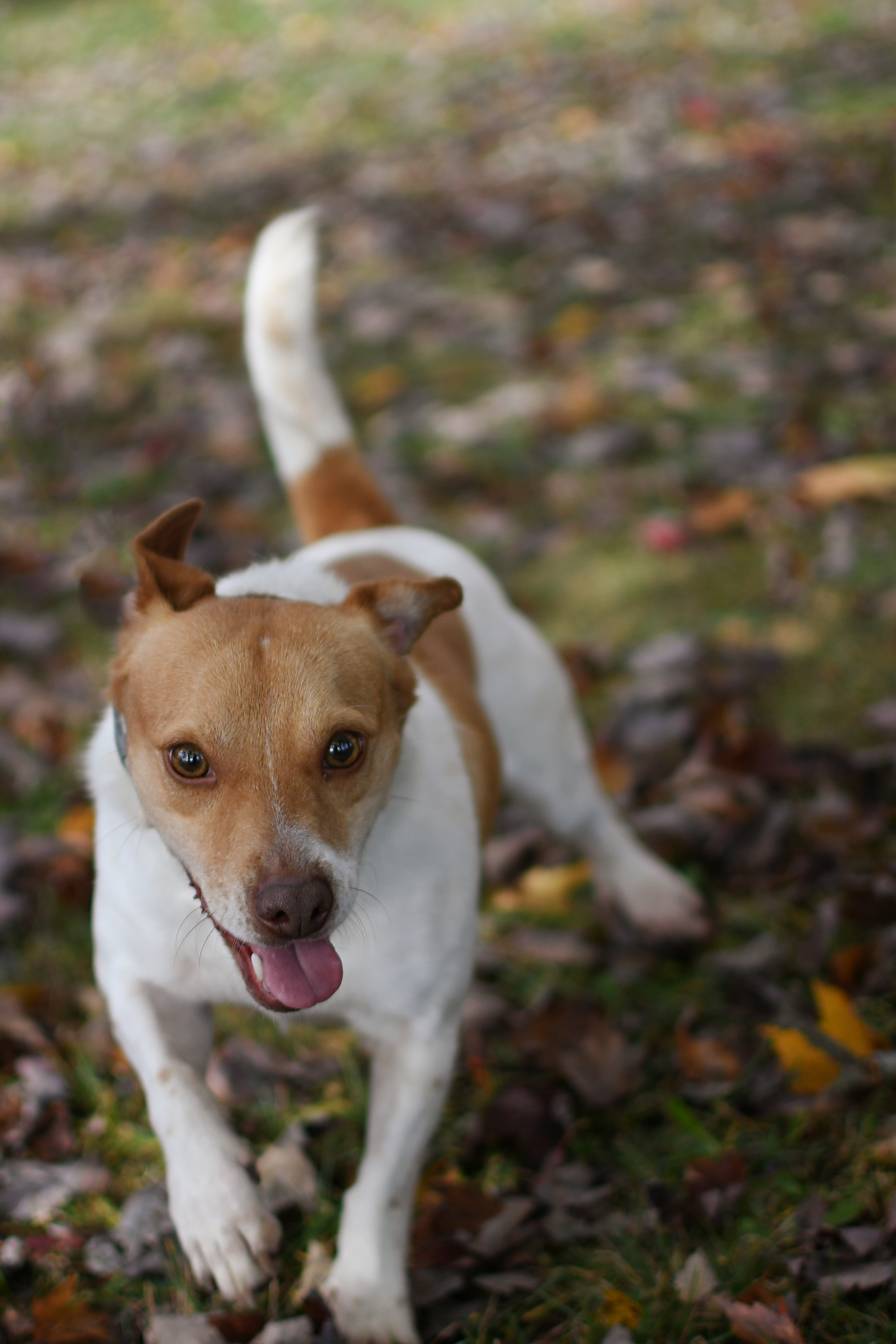 Sawyer, an adoptable Jack Russell Terrier in Jefferson, OH, 44047 | Photo Image 5