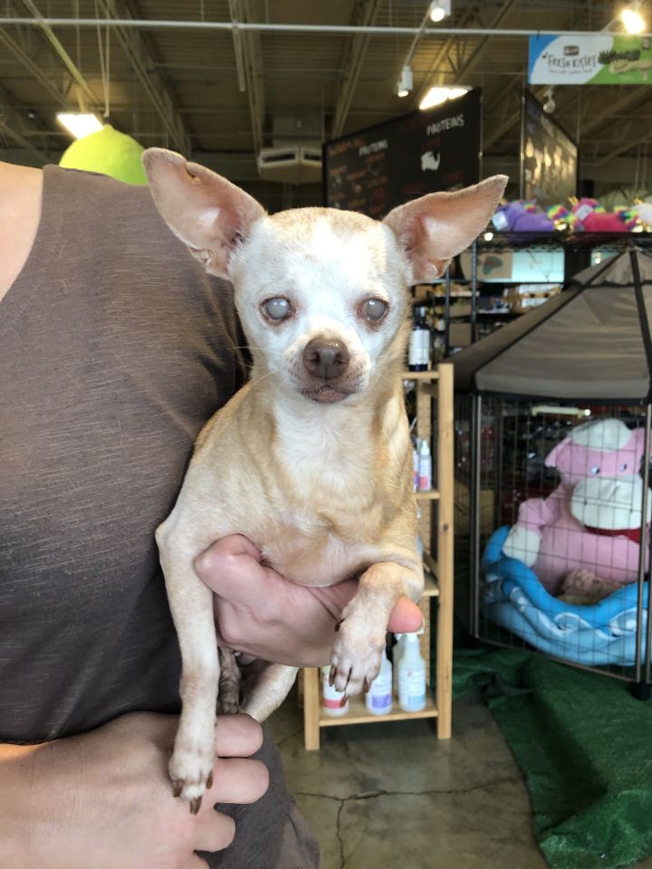 Chihuahua Rescue Austin Austin Show