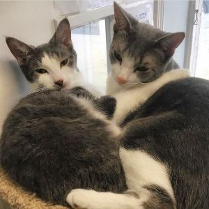 Cat For Adoption Raphael And Donatello A Domestic Short