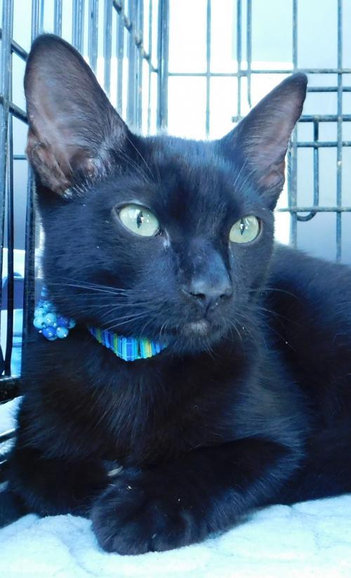 Cat For Adoption Justin A Domestic Short Hair Siamese Mix In