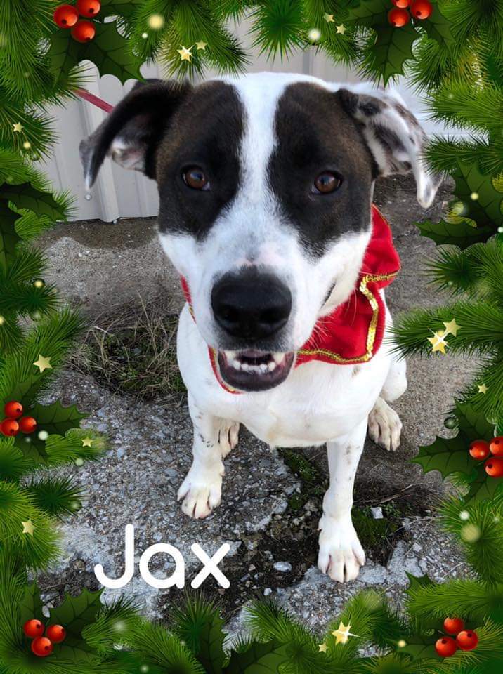 Jax, an adoptable Labrador Retriever & Pit Bull Terrier Mix in Morgantown, KY