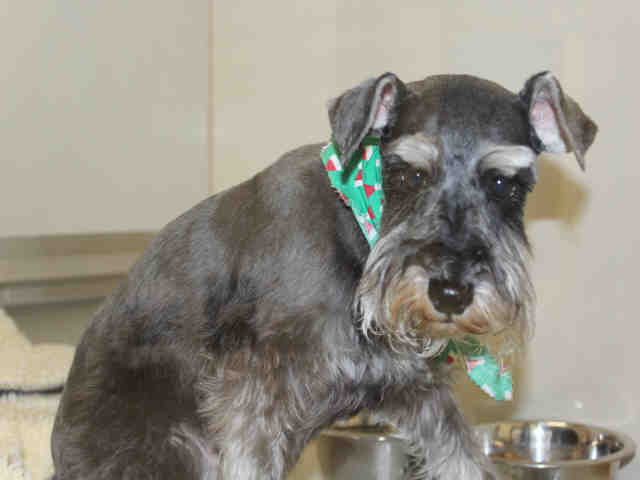 Dog for Adoption – A052711, near Upland, CA | Petfinder Adopt A052711 on Petfinder
