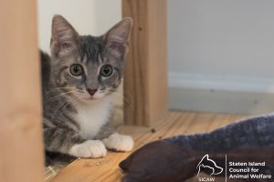 Grey (foster home)