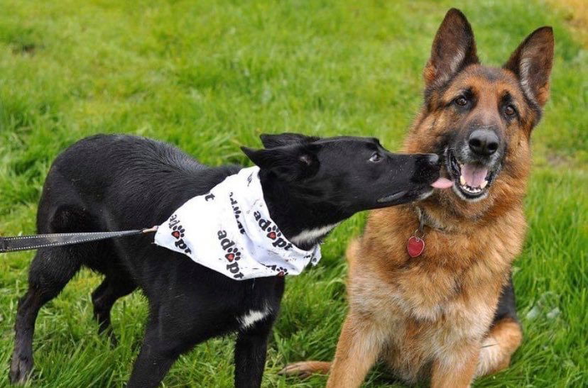 King and Nina, an adoptable German Shepherd Dog in Milpitas, CA, 95036 | Photo Image 1