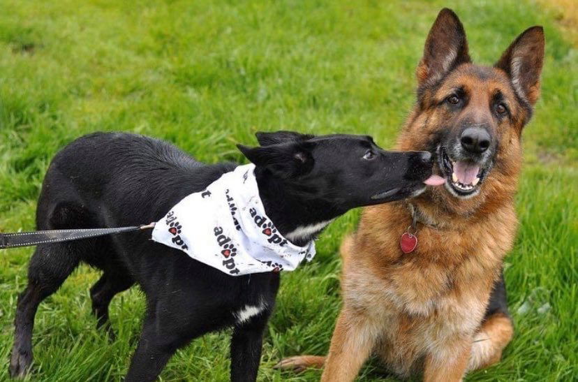 Nina, an adoptable German Shepherd Dog in Milpitas, CA, 95036 | Photo Image 1