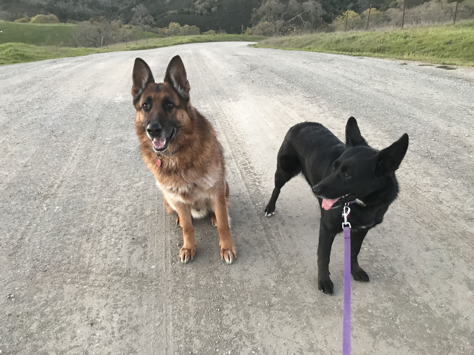 King and Nina, an adoptable German Shepherd Dog in Milpitas, CA, 95036 | Photo Image 2