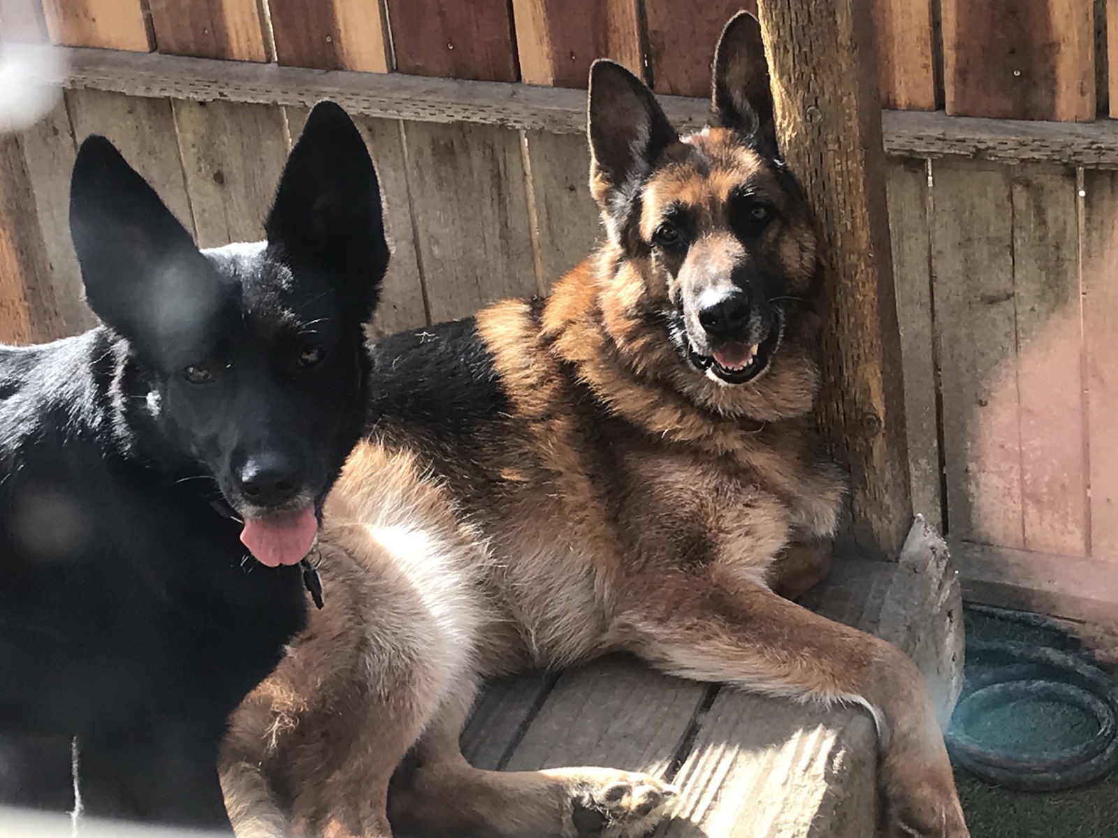 King and Nina, an adoptable German Shepherd Dog in Milpitas, CA, 95036 | Photo Image 3