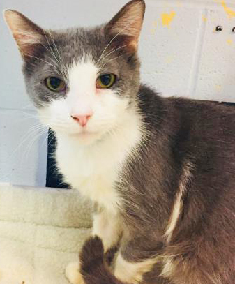 Atlantic City, an adoptable Domestic Medium Hair in Portsmouth, OH, 45662 | Photo Image 2
