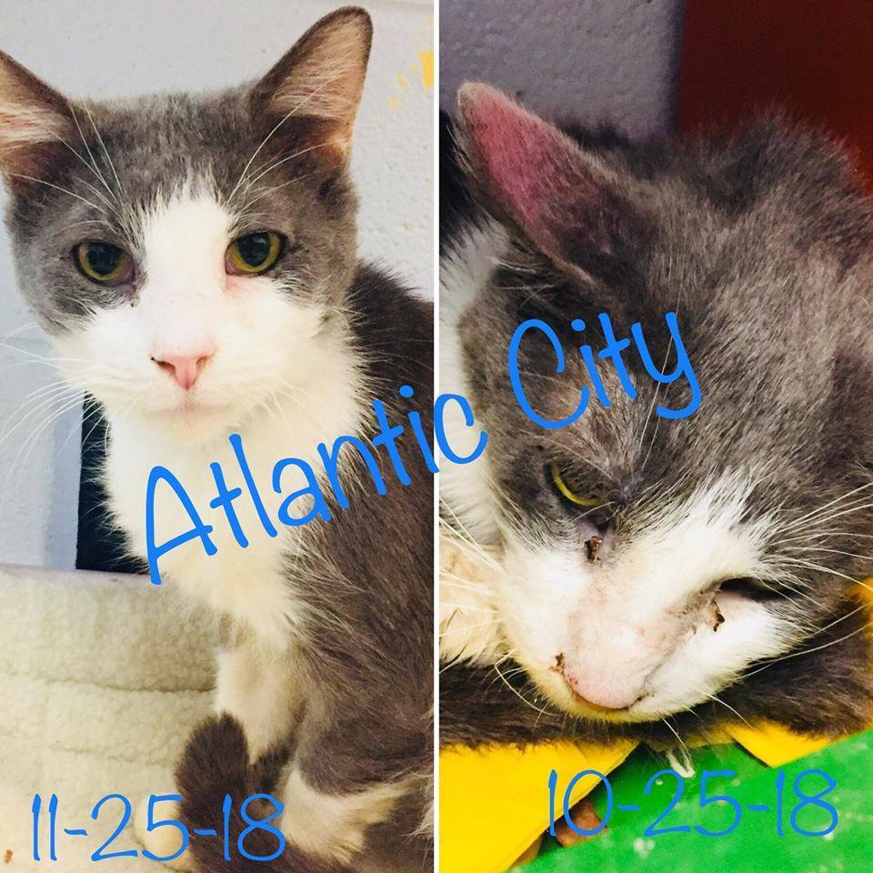 Atlantic City, an adoptable Domestic Medium Hair in Portsmouth, OH, 45662 | Photo Image 4