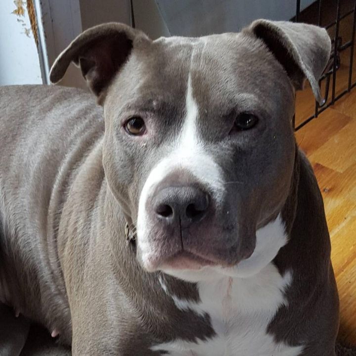 Beautifull American Pit Bull Mix Gif - My Dog Pitbull