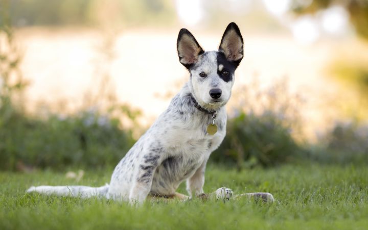 Dog For Adoption Donovan An Australian Cattle Dog Blue Heeler Mix In Salt Lake City Ut Petfinder