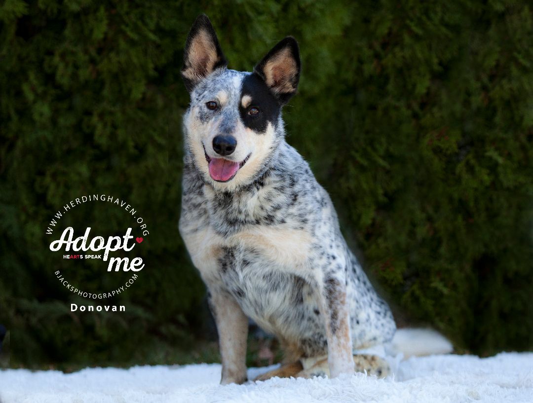 Donovan, an adoptable Australian Cattle Dog / Blue Heeler in Salt Lake City, UT, 84108 | Photo Image 1