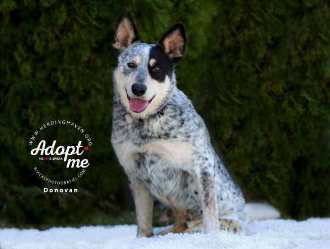 Blue heeler for adoption best sale near me