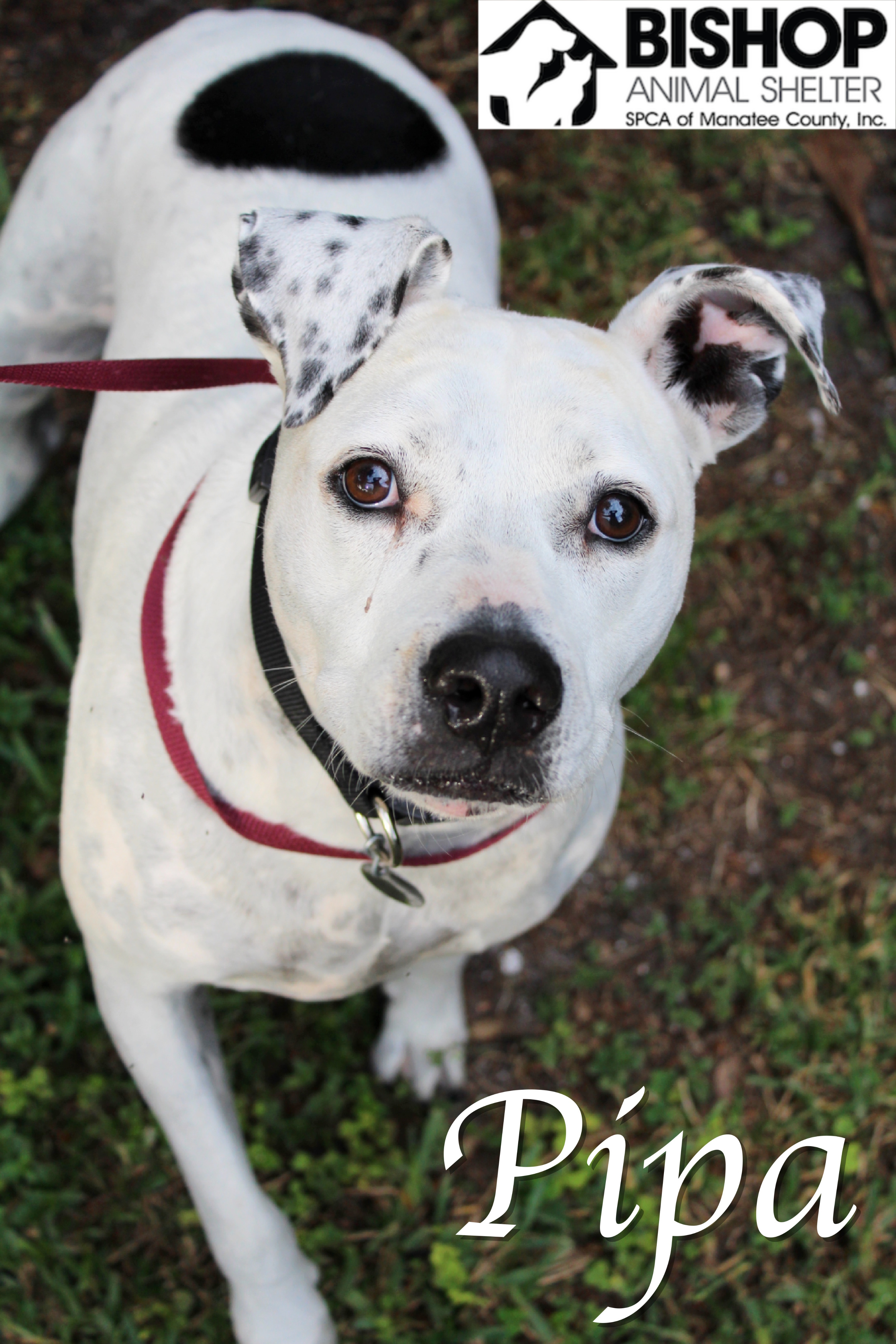 Pipa, an adoptable Mixed Breed in Bradenton, FL, 34209 | Photo Image 2