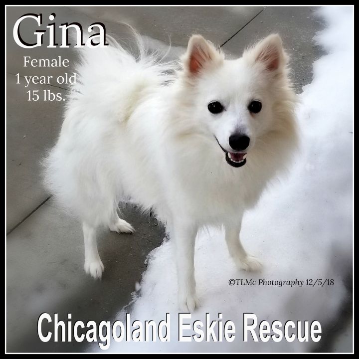 Gina 1