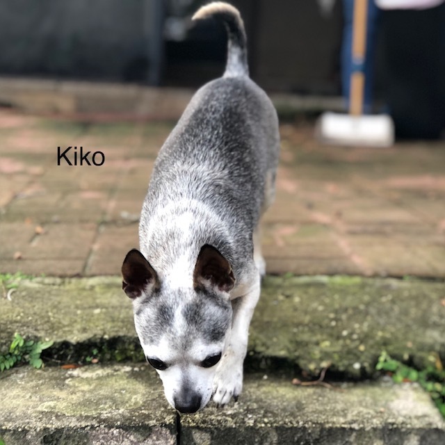 Kiko 5
