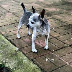 Kiko