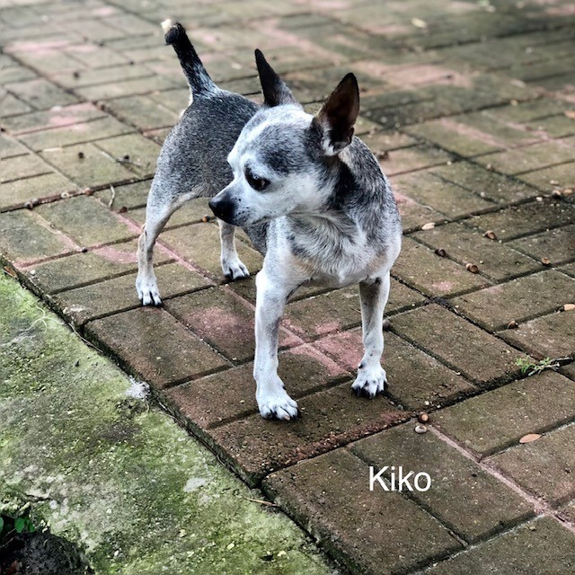Kiko detail page