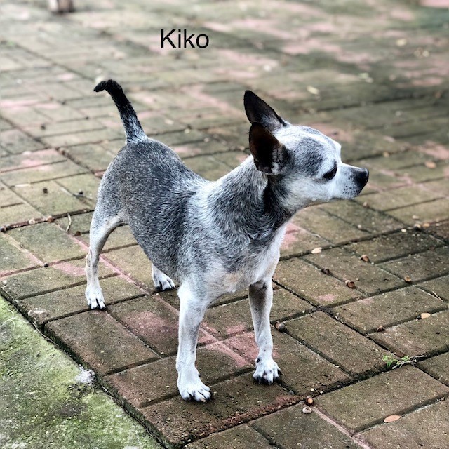 Kiko 6