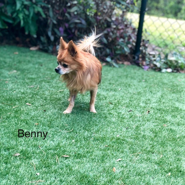 Benny 3