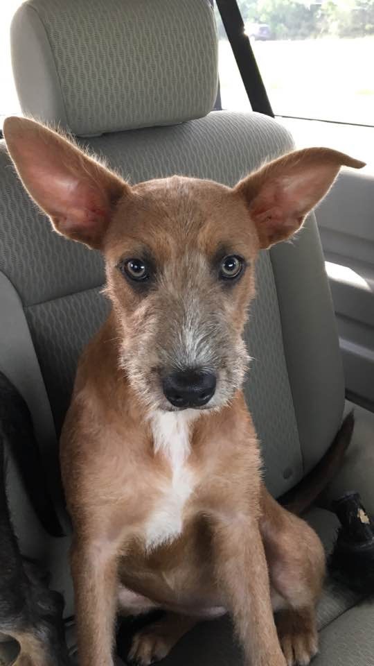 Ellie - 7 Month Old Wire-Haired Terrier/Schnauzer