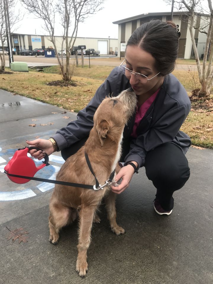 Ellie - 7 Month Old Wire-Haired Terrier/Schnauzer 2