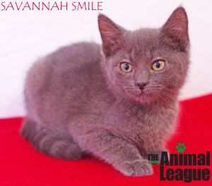 Savannah Smile